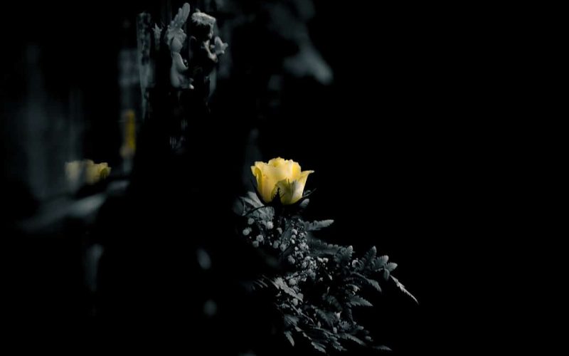 Best Type of Flowers for Sympathy