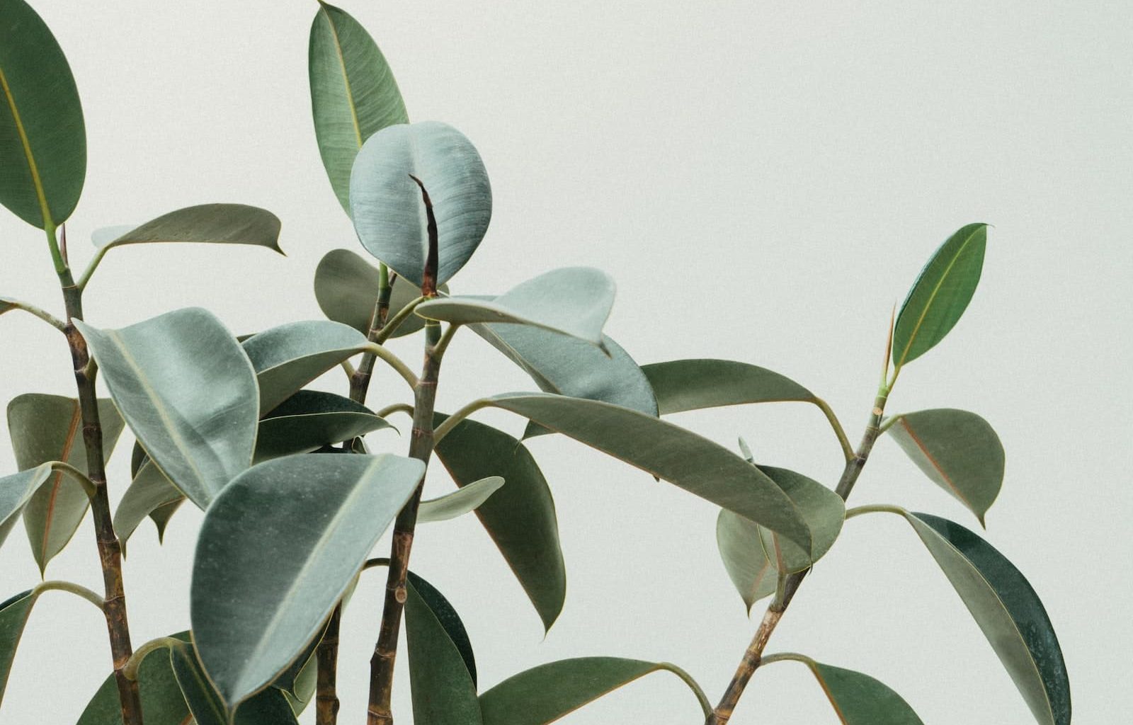 Different Types of Rubber Plants