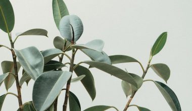 Different Types of Rubber Plants