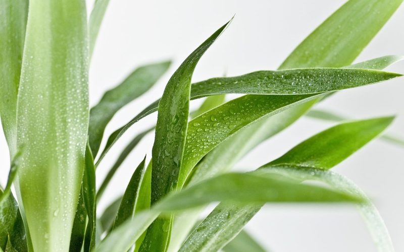 Different Types of Yucca Plants