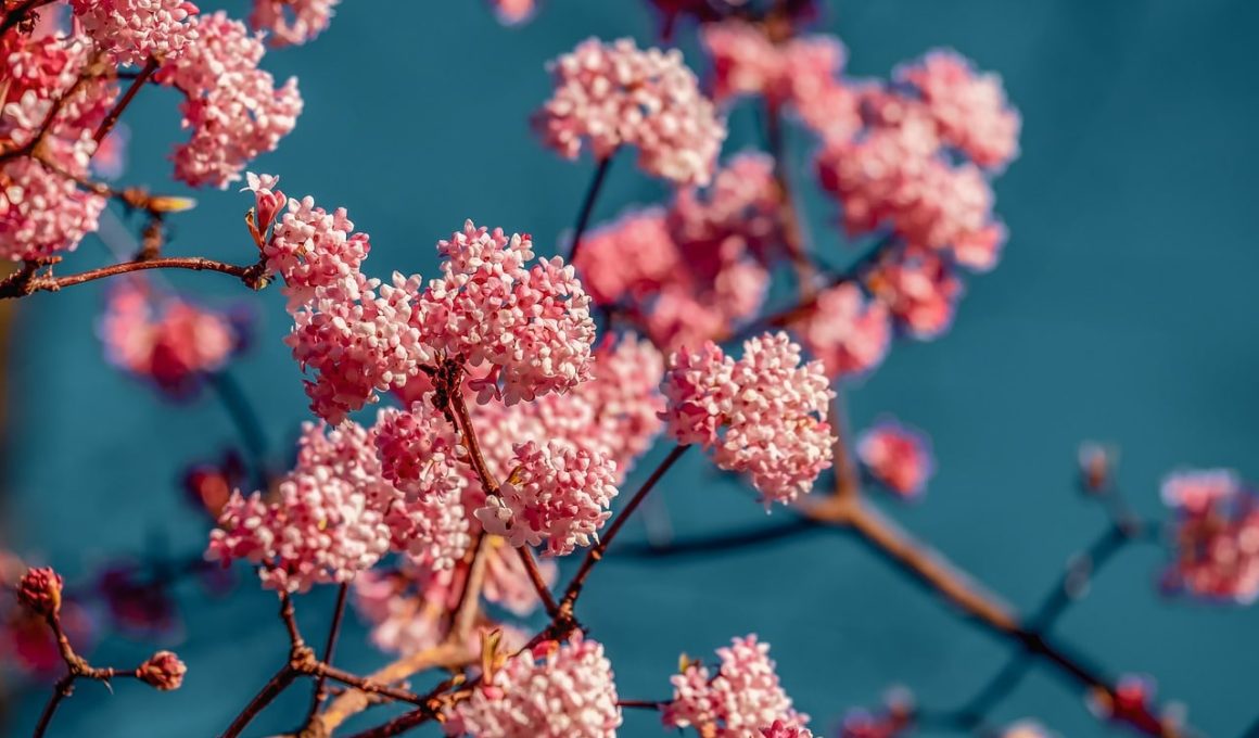 Drought Tolerant Shrubs