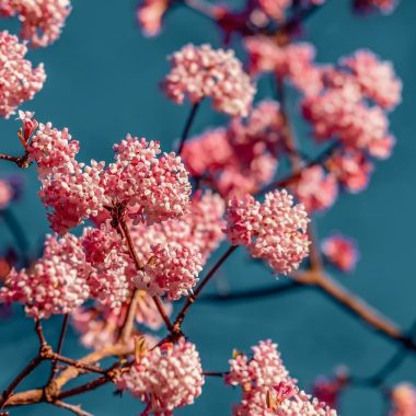 Drought Tolerant Shrubs