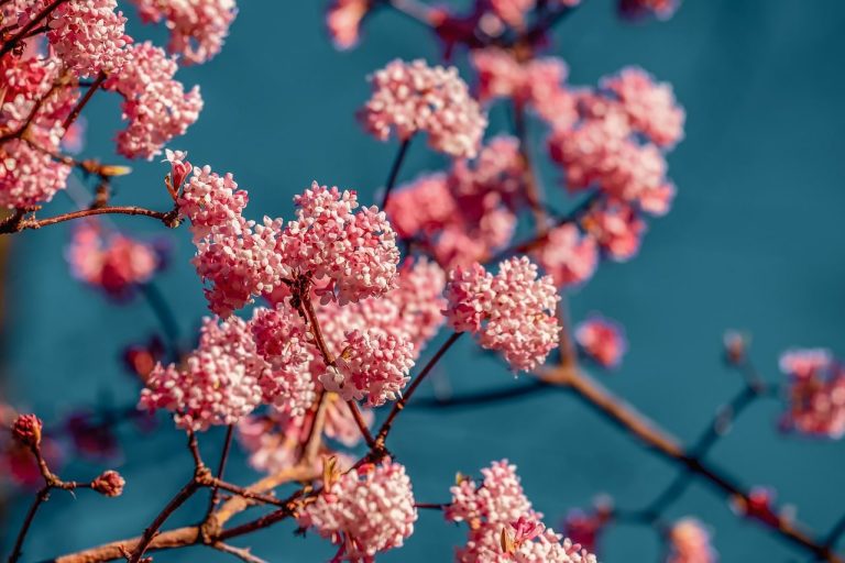 Drought Tolerant Shrubs