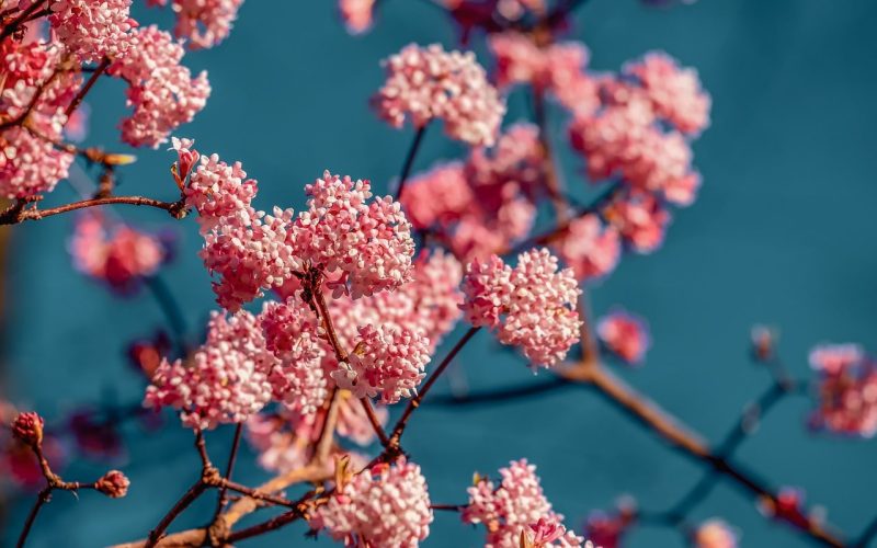 Drought Tolerant Shrubs