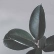 Rubber Tree Houseplant