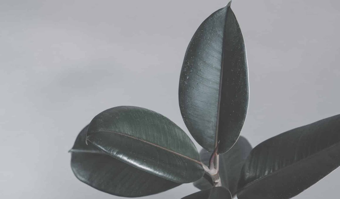 Rubber Tree Houseplant