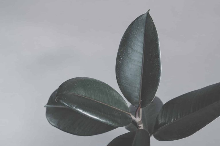 Rubber Tree Houseplant