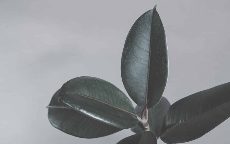 Rubber Tree Houseplant