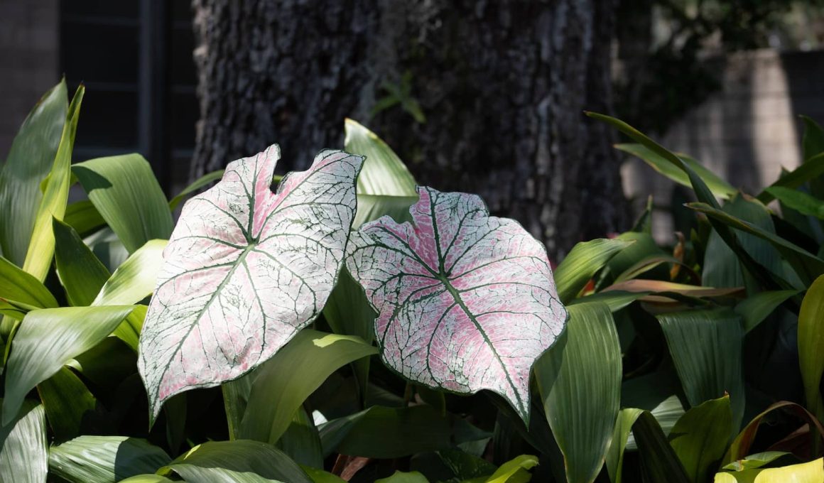 Types of Caladium Houseplant