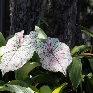 Types of Caladium Houseplant