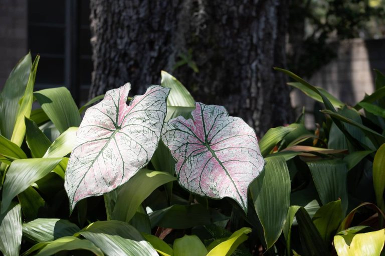 Types of Caladium Houseplant