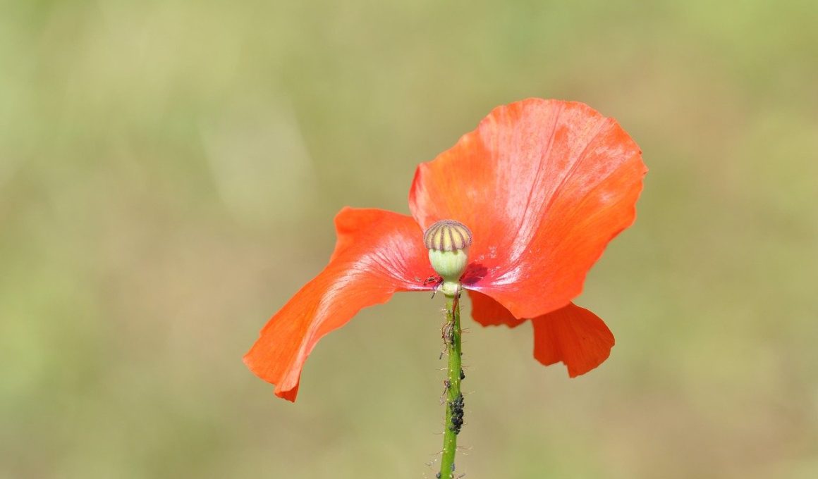 Types of Incomplete Flowers