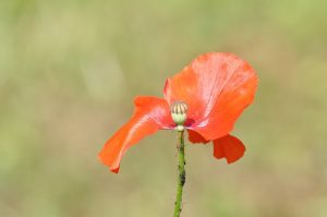 22 Different Types of Incomplete Flowers