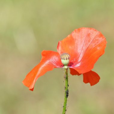 Types of Incomplete Flowers