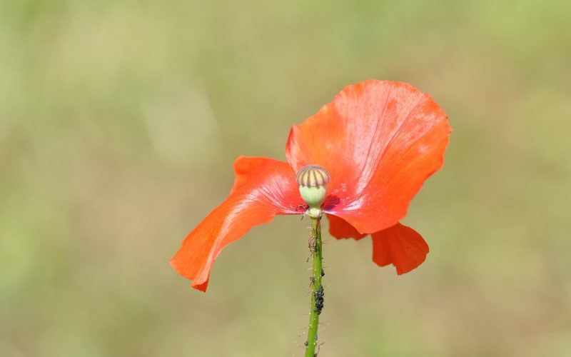 Types of Incomplete Flowers