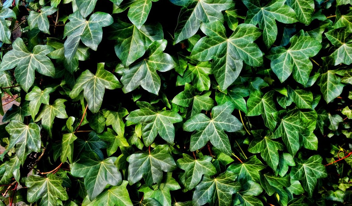 Types of Ivy plants