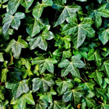 Types of Ivy plants