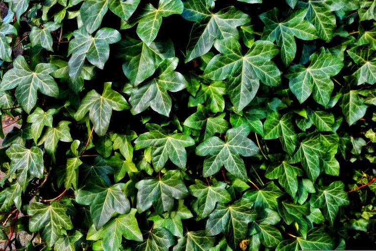 Types of Ivy plants