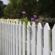 What to Plant Along Fence Line