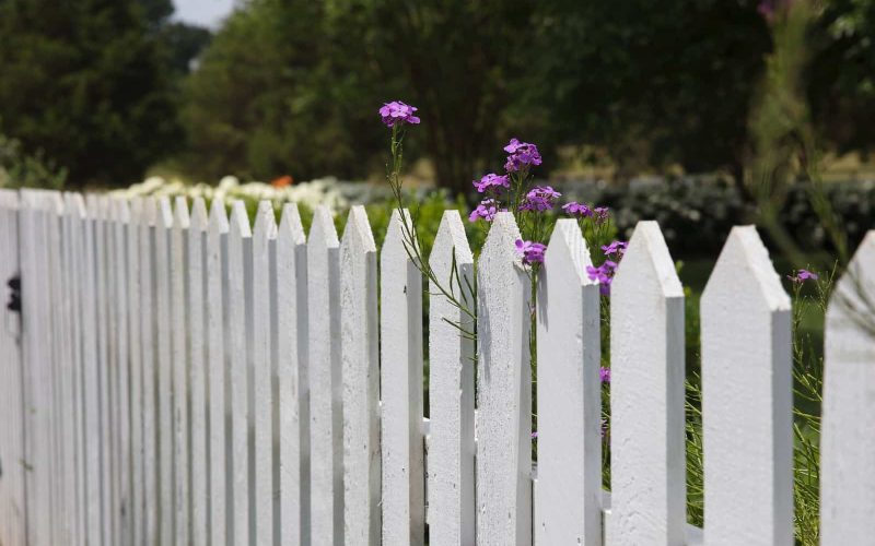 What to Plant Along Fence Line