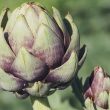 What to Serve With Artichokes