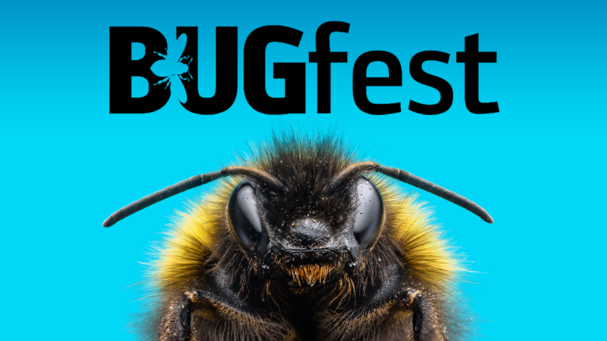 Bugfest