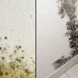 Difference Between Mold and Mildew