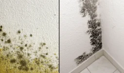 Difference Between Mold and Mildew