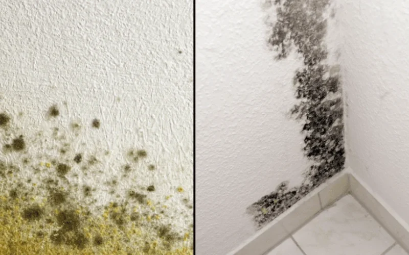 Difference Between Mold and Mildew