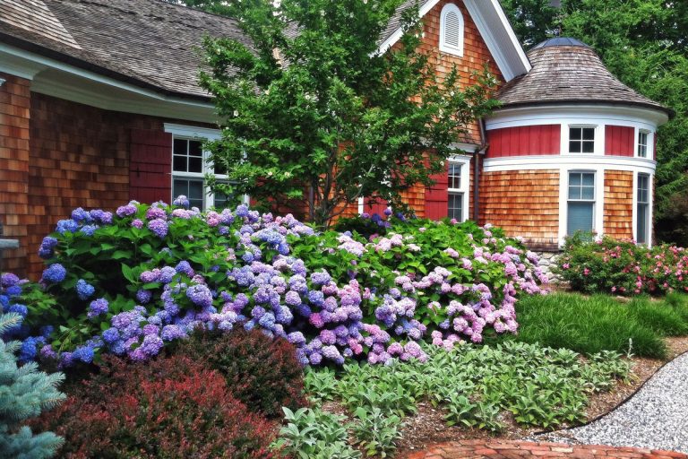 Different Types Of Shrubs In Ohio