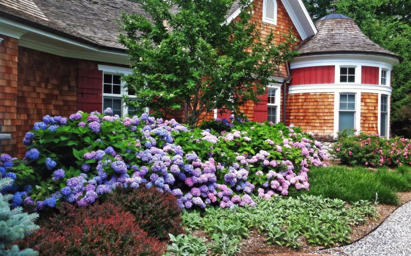 Different Types Of Shrubs In Ohio