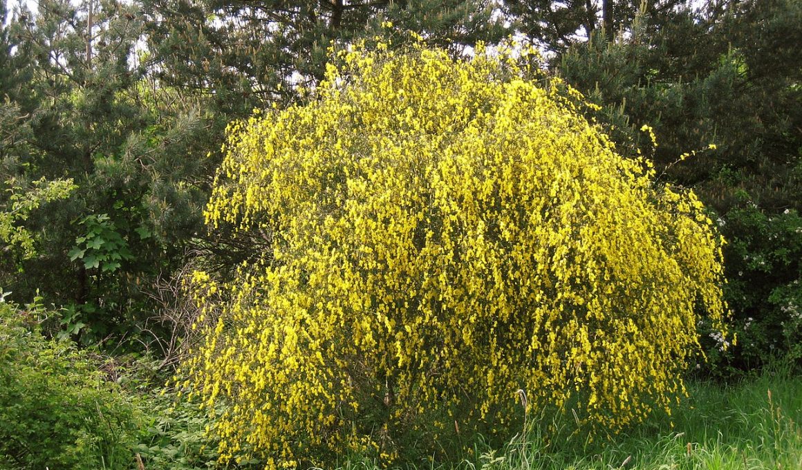 Different Types Of Shrubs in Florida