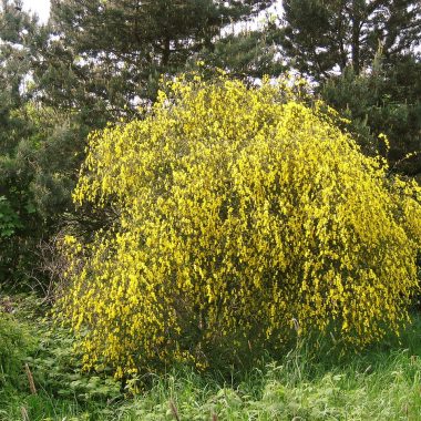 Different Types Of Shrubs in Florida