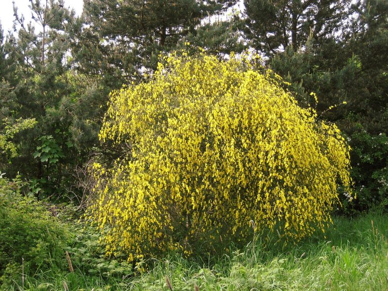 Different Types Of Shrubs in Florida