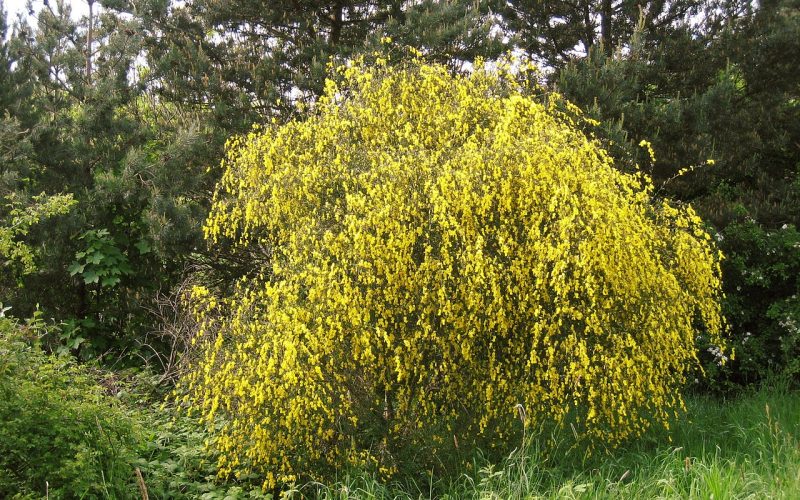 Different Types Of Shrubs in Florida