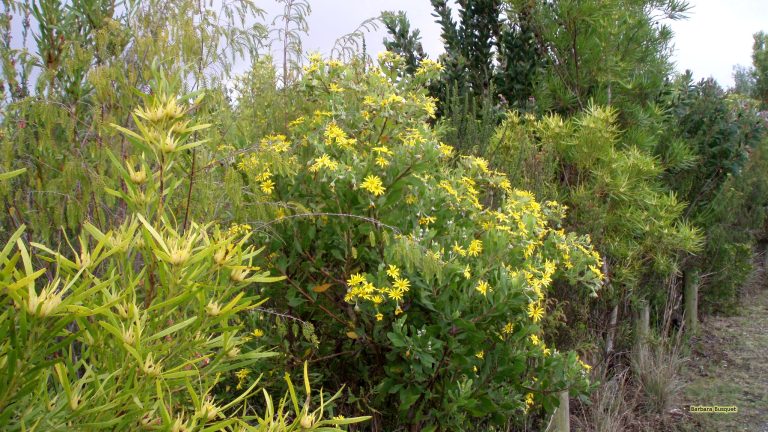 Different Types of Shrubs in Africa