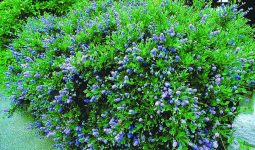 Different Types of Shrubs in Washington