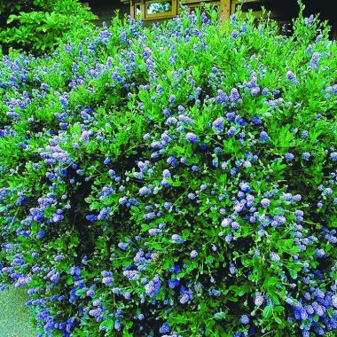 Different Types of Shrubs in Washington