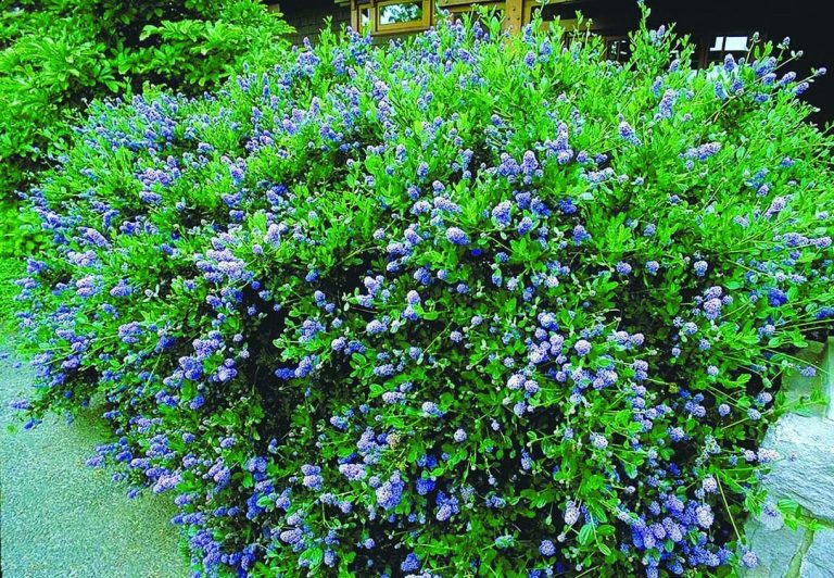 Different Types of Shrubs in Washington
