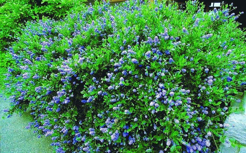 Different Types of Shrubs in Washington