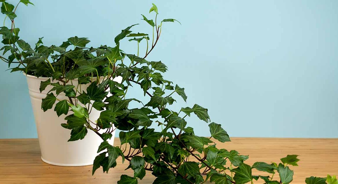 Ivy Houseplant