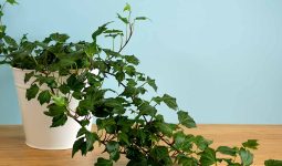 Ivy Houseplant