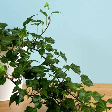 Ivy Houseplant