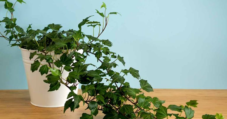 Ivy Houseplant