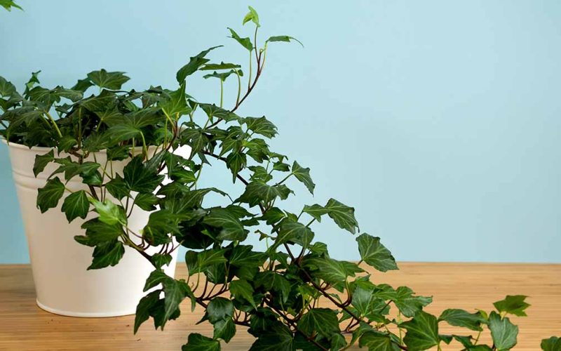 Ivy Houseplant