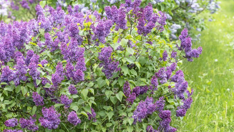 Types Of Shrubs In Australia
