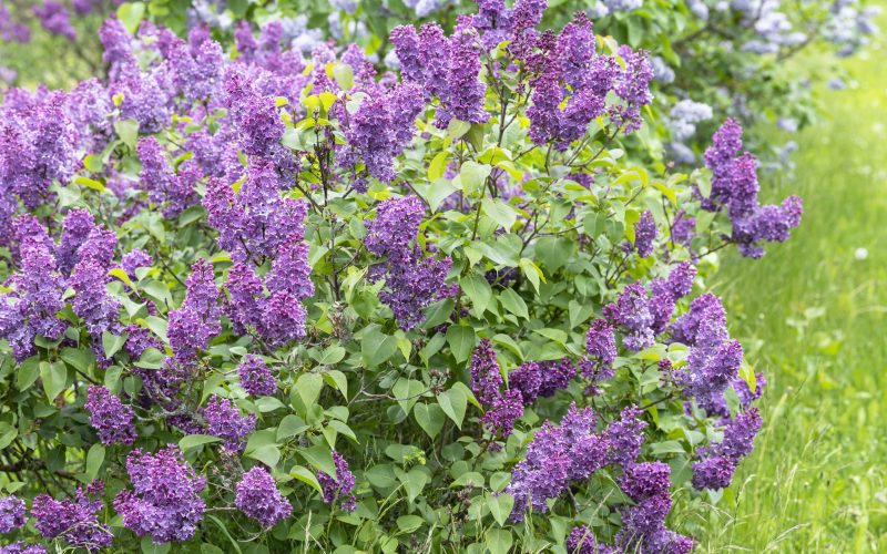 Types Of Shrubs In Australia