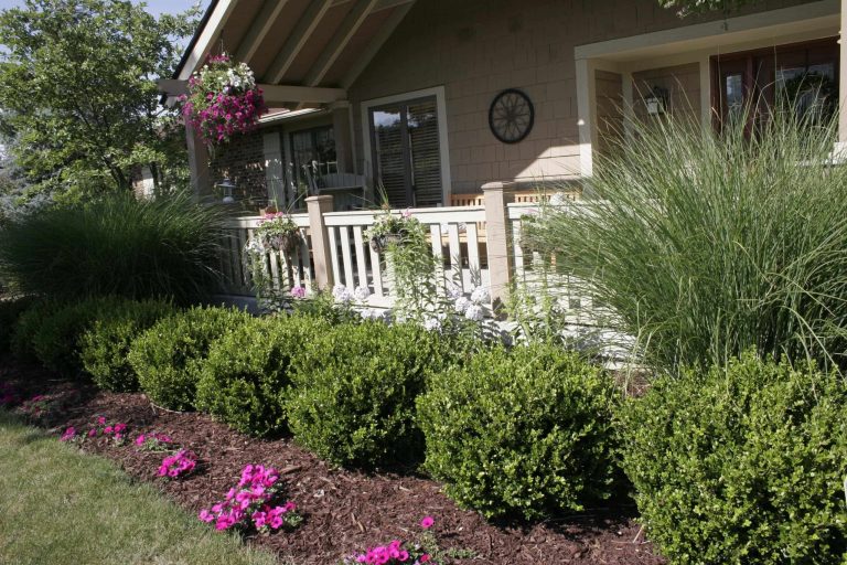 Types Of Shrubs In Georgia