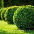 Types Of Shrubs In India