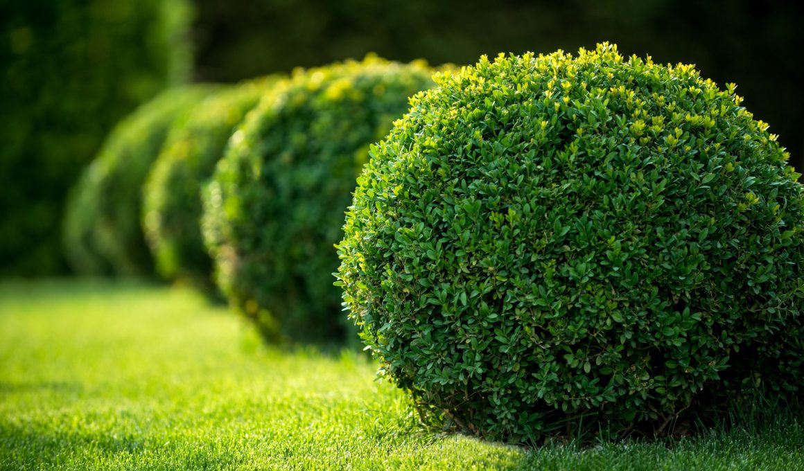 Types Of Shrubs In India